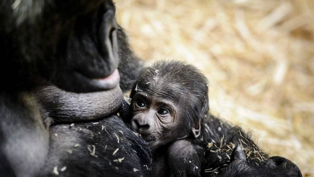 Gorilla-Mutter «Sindy» mit ihrem jüngsten Nachwuchs im Amsterdamer Zoo Artis