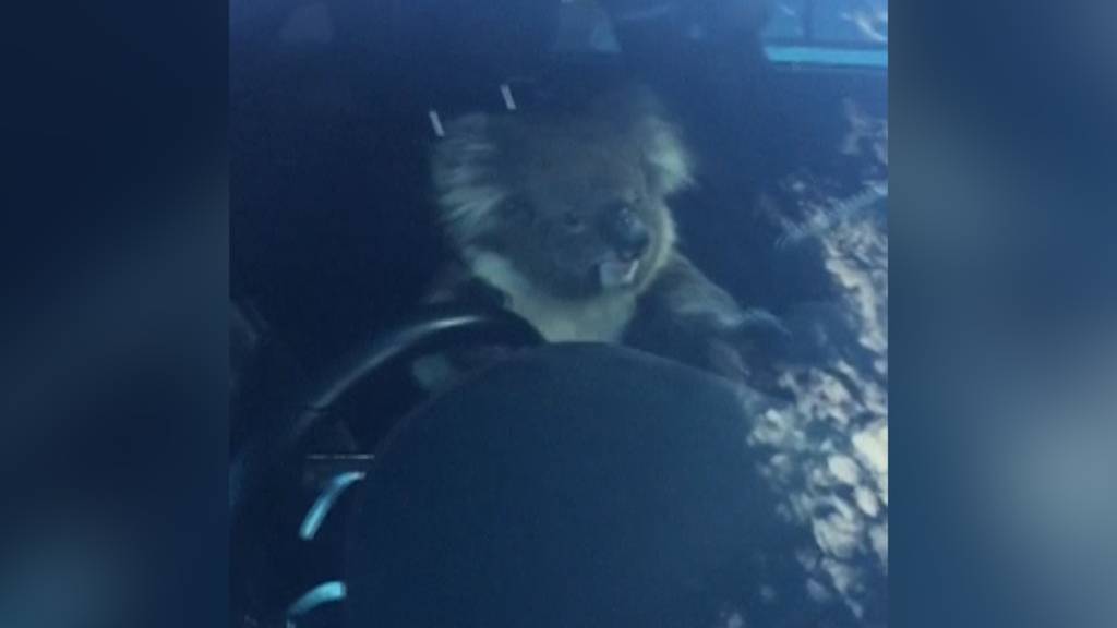 Koala sorgt für Chaos auf Autobahn