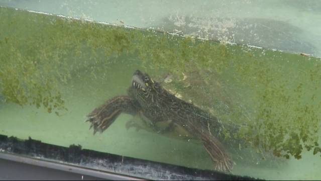Alleine mit 150 Schildkröten