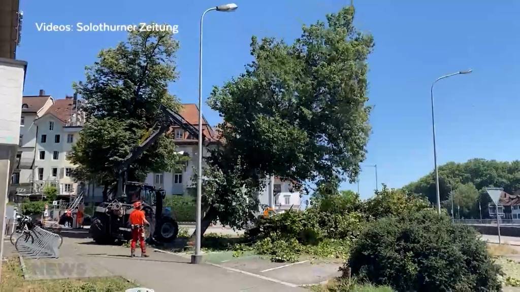 «Baumschützer» fühlen sich hintergangen: Vorgezogene Baumfällung in Solothurn sorgt für mächtig Stunk