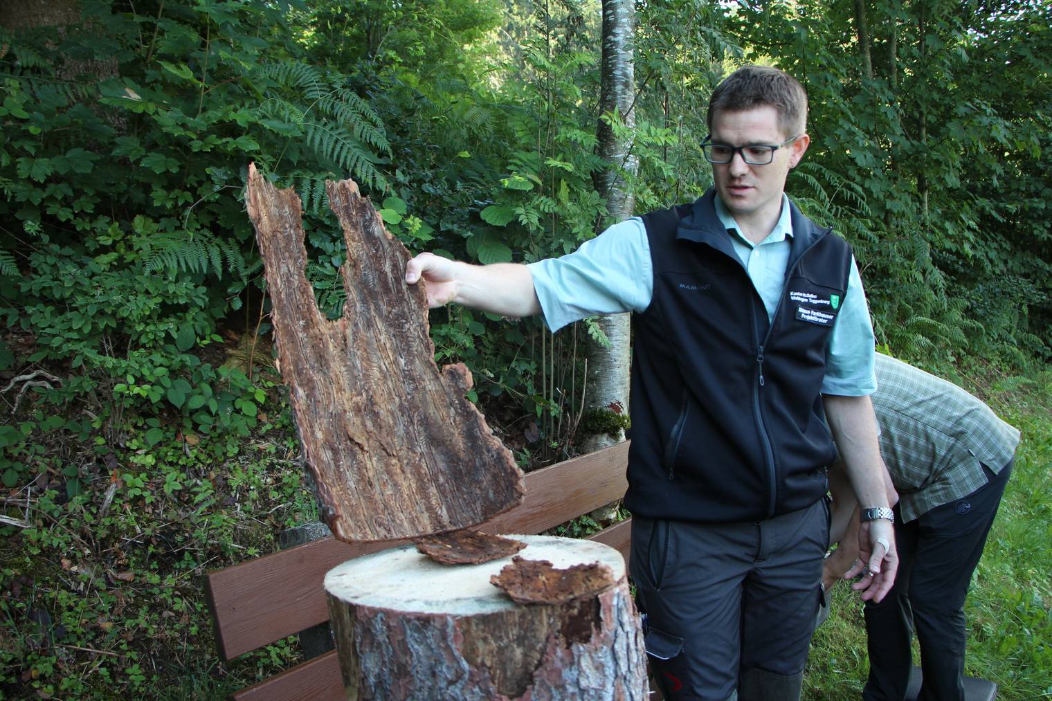 Borkenkäfer müssen bekämft werden, wenn sie noch im Baum sind, sagt Nikolaus Fankhauser, Förster der Waldregion Toggenburg. (Bild: Lara Abderhalden)