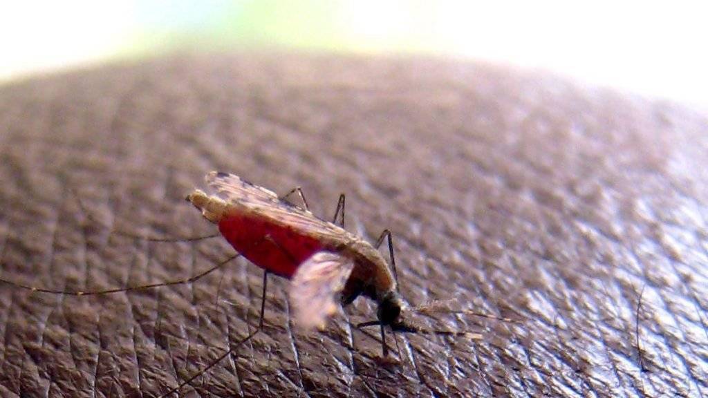 Der Malaria-Parasit wechselt vom Vermehrungs- ins Übertragungs-Stadium, um per Moskito auf den nächsten Menschen überzugehen. (Archivbild)