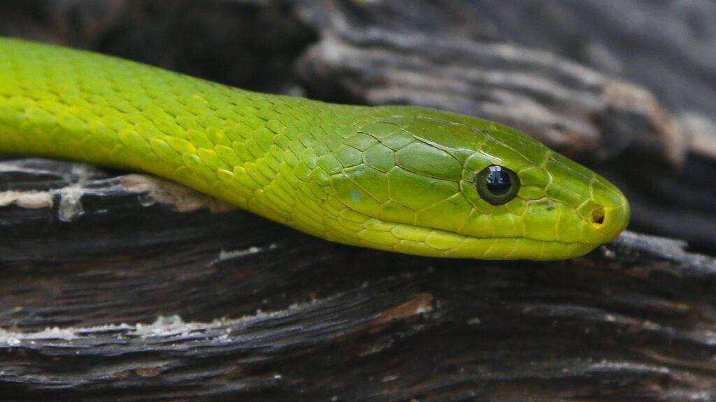 Die angebliche Flucht einer hochgiftigen Grünen Mamba (im Bild) sorgte in der niederländischen Stadt Tilburg für Aufregung. Die Schlange wurde nun wieder gefunden - im Haus ihres Besitzers. (Archivbild)