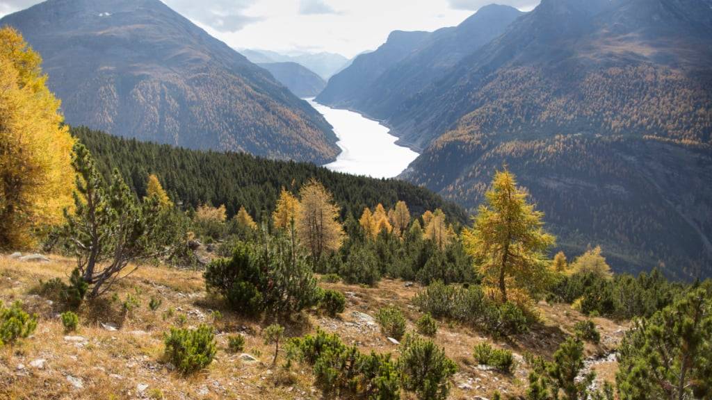 Hier dürfen keine Wege verlassen, noch Blumen gepflückt werden. Im Schweizerischen Nationalpark im Engadin herrschen strenge Schutzbestimmungen. (Archivbild)