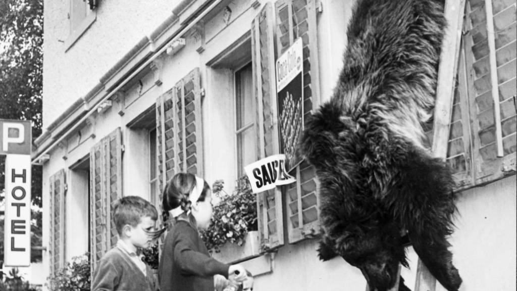 Eine Metzgete der besonderen Art: In Herrliberg gab es «Bärenschmaus». Der Braunbär wurde wohl aus Rumänien importiert. (Archivbild)