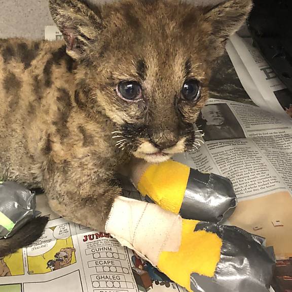 Puma-Baby überlebt Feuer - Kaliforniens Tierwelt leidet