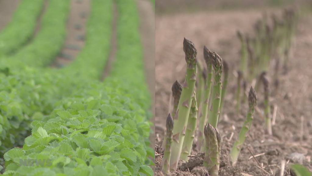 Kalte Temperaturen könnten Pflanzen schaden