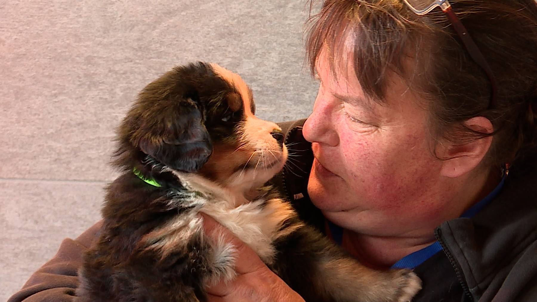 Berner Sennenhunde Zucht