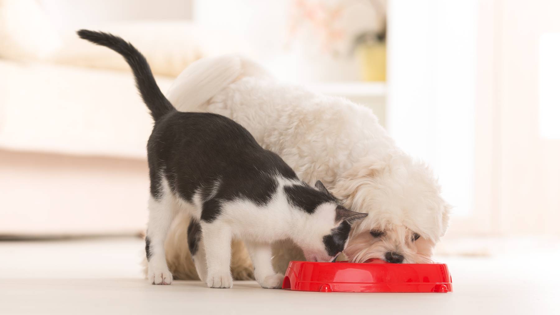 Hund und Katze Trockenfutter