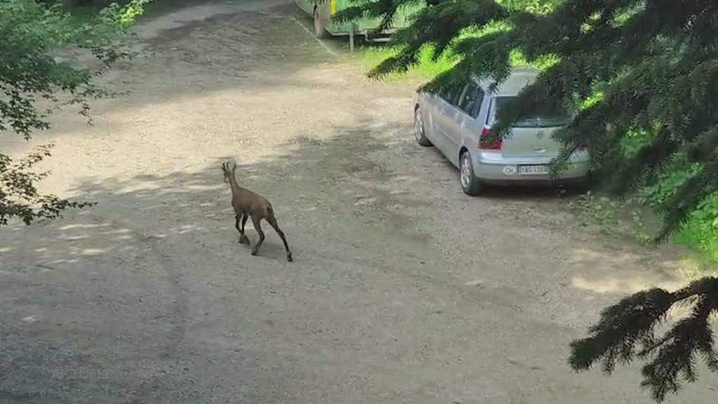 Trauriger Anblick: In Birrhard beisst ein Hund einen ausgewilderten Gemsbock tot