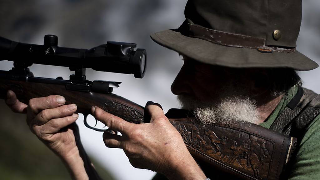 Bündner Jäger dürfen auf der kommenden Herbstjagd auf Hirsch, Reh und Gams erstmals auch Wölfe ins Fadenkreuz nehmen. Voraussetzung ist, dass ein ganzes Wolfsrudel eliminiert werden soll. (Archivbild)