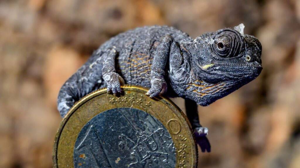 Das Wüstenchamäleon (Chamaeleo namaquensis) ist tagüber meist ganz hell gefärbt, um Überhitzung zu vermeiden. In den Morgenstunden ist es dunkel, um durch Wärmeaufnahme im ersten Sonnenschein auf „Betriebstemperatur“ zu kommen.