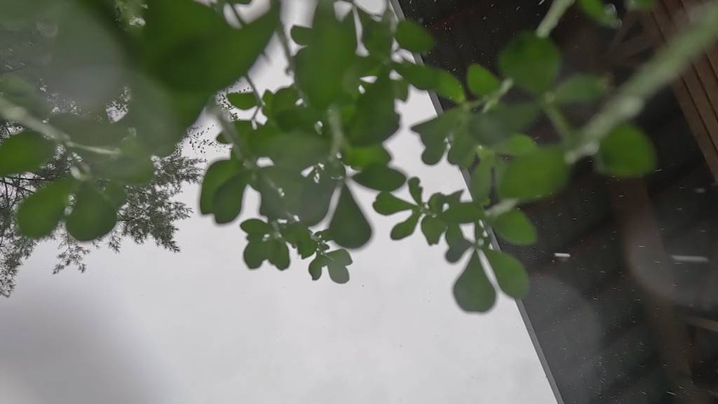 Hitzepause - der Regen bringt aber kaum Entlastung für die Natur