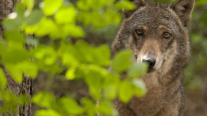 Überwachung der Wölfe kostet rund 500'000 Franken pro Jahr