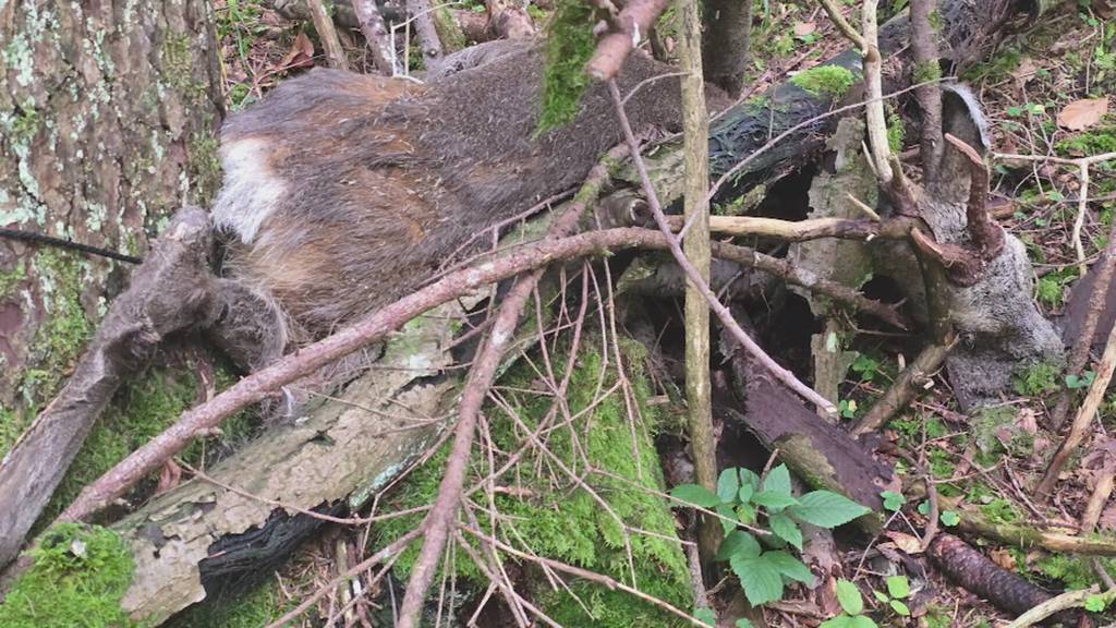 Ausgelegte Kadaver - Organisation kritisiert Schwyzer Wolfsjagd