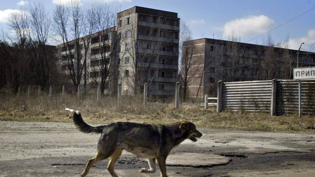 Tagelang berichteten mehrere Medien von angeblichen blauen Hunden in der radioaktiv verstrahlten Zone von Tschernobyl. Nun erklärt ein ukrainischer Experte, was es damit auf sich hat. (Archivbild)
