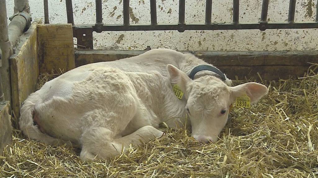 Schwyzer Bauer verurteilt: Tierquälerei