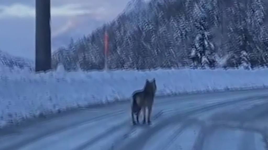 Wegen Schnee: Kommt der Wolf bald in die St.Galler Innenstadt?