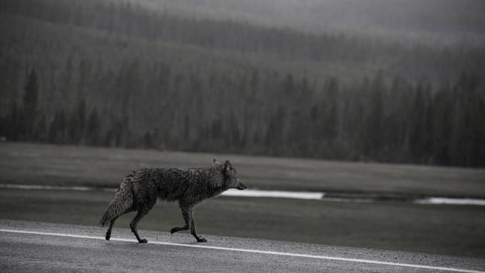 Zwei Schafe gerissen: Vermutlich war es ein Wolf