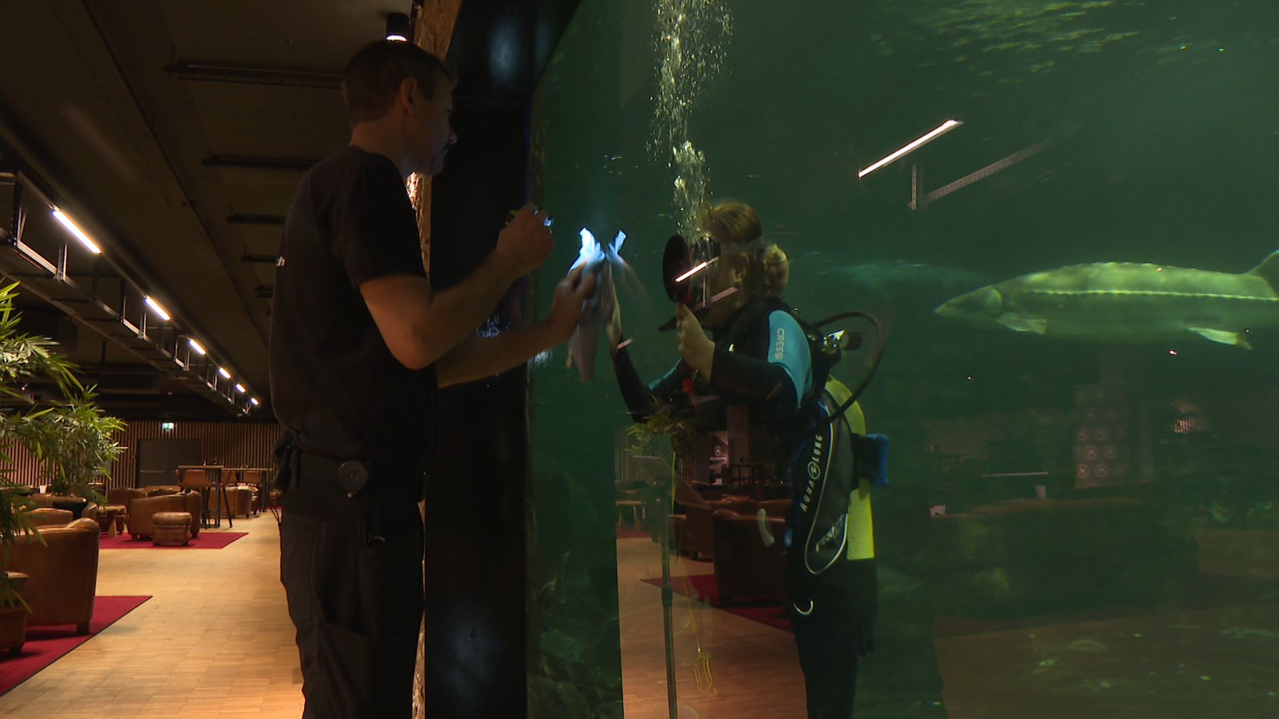 Aquariumreinigung 