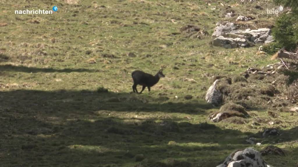 Blinde Gämsen am Pilatus