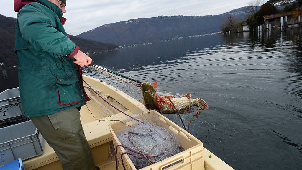 Der Schweizerische Fischerei-Verband hat den Zander zum Fisch des Jahres 2025 erklärt. Der Zander ist dank seiner Anpassungsfähigkeit eine der wenigen Fischarten, die aus eigener Kraft überleben. (Archivbild)
