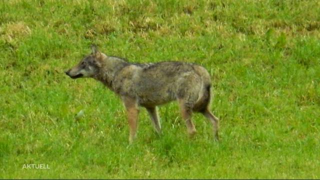 Kommt der Wolf in den Aargau?