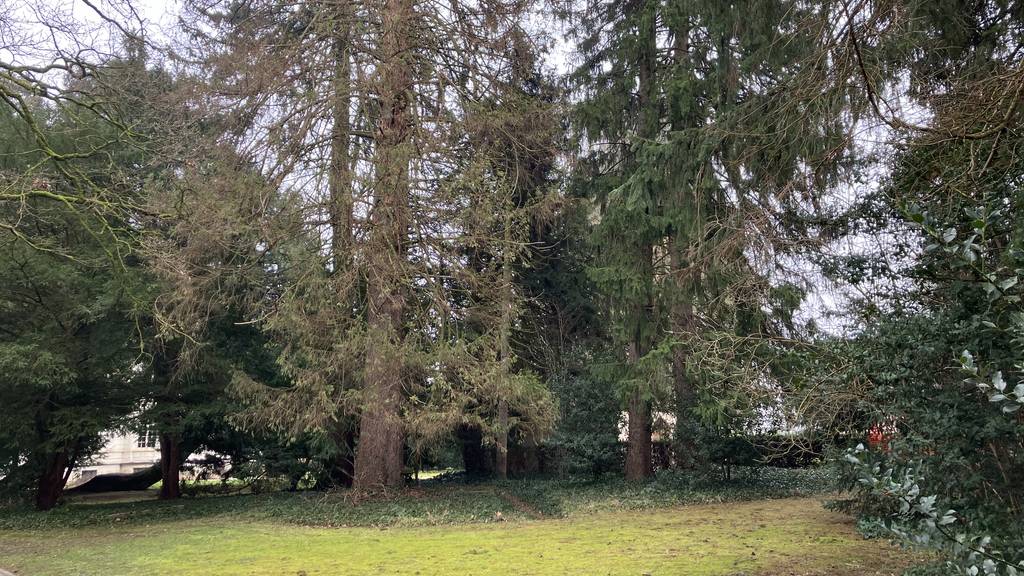 Borkenkäferbefall: Im Franke-Gut Park müssen mehrere Bäume gefällt werden