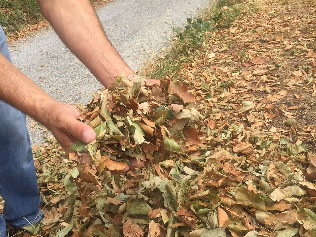 Laub im Hochsommer. Die Bäume werfen ihre Blätter ab, um sich vor der Verdunstung zu schützen. (Keystone