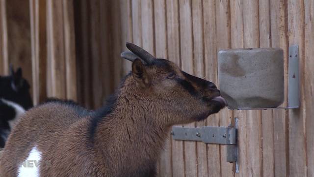 Ist H. S. ein Tierquäler?