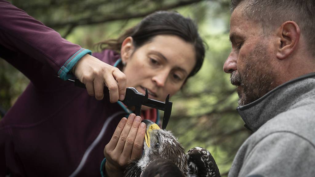 Julia Hatzl und David Jenny von der Vogelwarte Sempach vermessen einen jungen Steinadler, dessen Flugrouten sie mithilfe eines Peilsenders verfolgen werden.