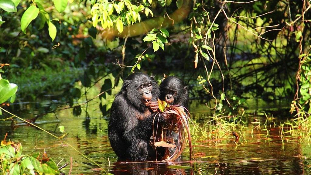 Während des Fressens und in vielen anderen Situationen stossen wilde Bonobos Piepser aus, die der Kommunikation von Menschenbabys gleichen. (Foto: Handout)