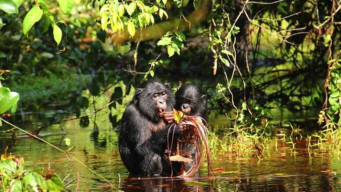 Rufe wilder Bonobos könnten Frühstadium der Sprache sein