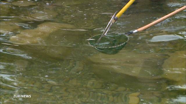 Den Fischen in der Töss geht das Wasser aus