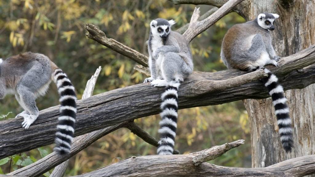 Neuere Untersuchungen zeigen, dass viele Lemuren gar nicht einzeln leben, sondern in Paaren von Weibchen und Männchen. (Archivbild)