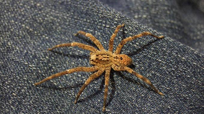 Nach der giftigen Nosferatu-Spinne: Wer könnte bald durch dein Bett krabbeln?