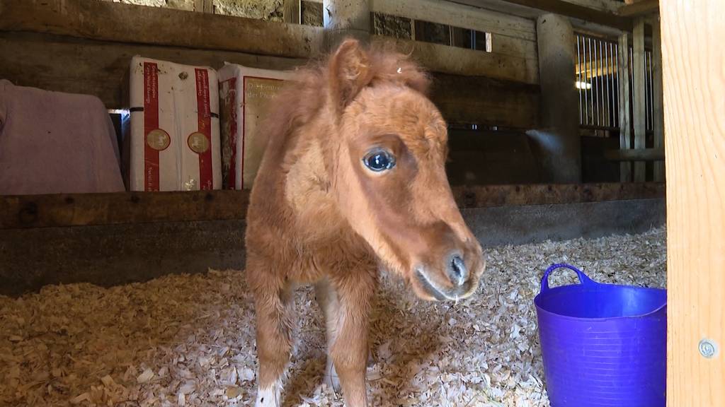 Zufällige Rettung: «Tierlignadenhof» in Kaisten betreut Ponyfohlen