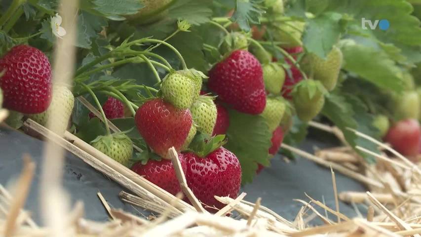 Süsse Saison: Erdbeeren-Bauern erwarten Rekord-Ernte