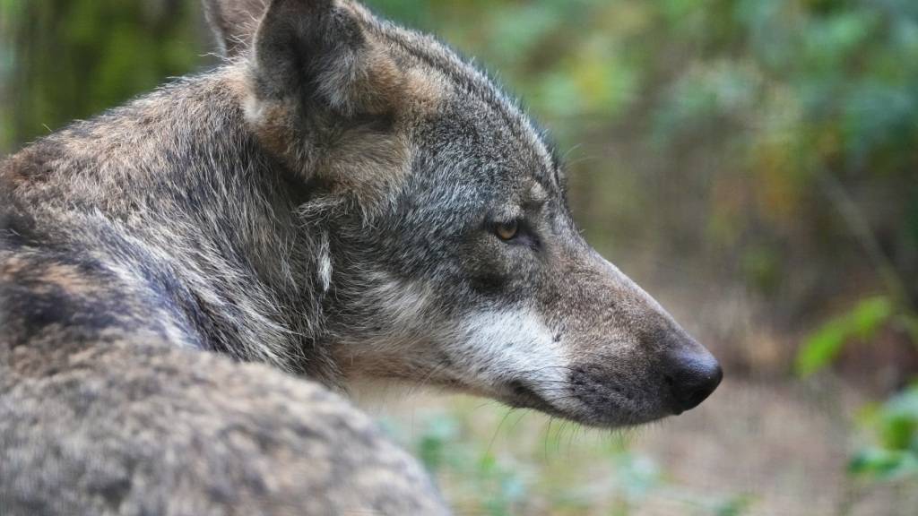 Die Existenz des Wolfs und dessen Abschuss sind im Kanton Schwyz umstritten. (Archivaufnahme)