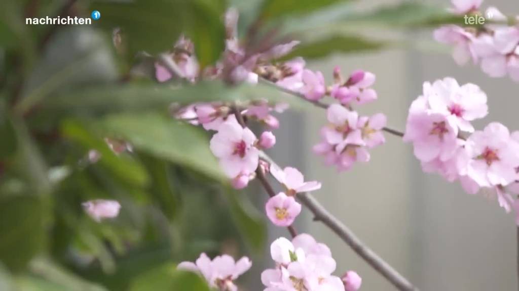 Frühling ist da: Gärtnereien haben alle Hände voll zu tun