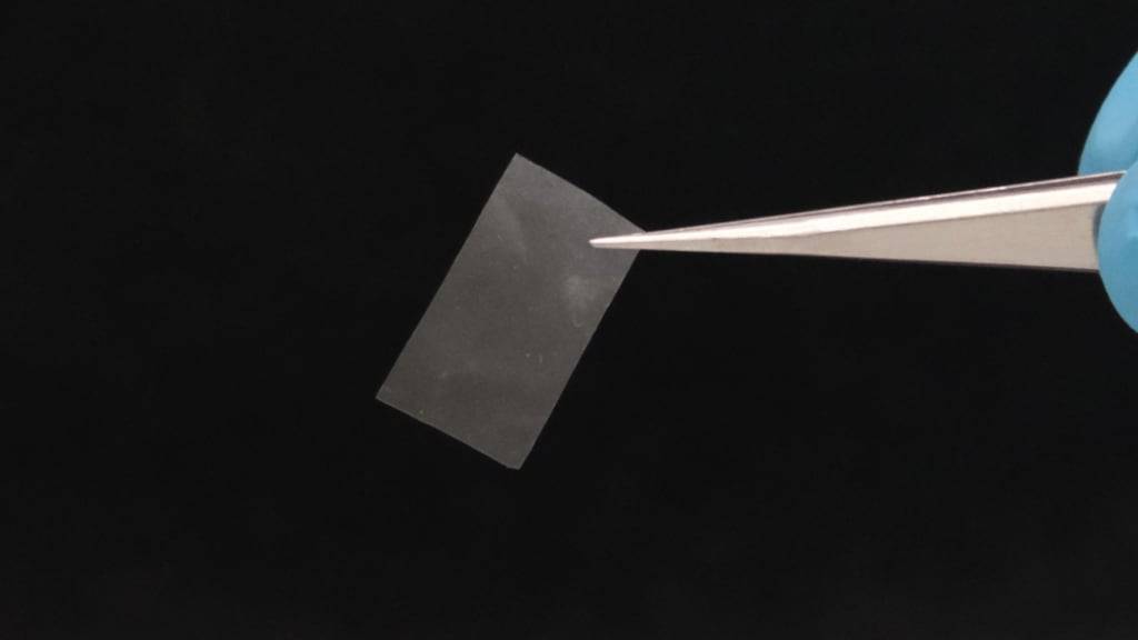 Die lebende Folie ist laut der Empa nahezu transparent und reissfest.