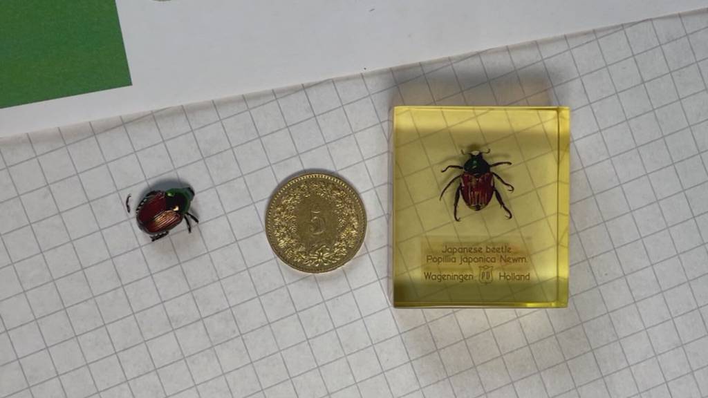 Kanton greift wegen Japankäfer ein