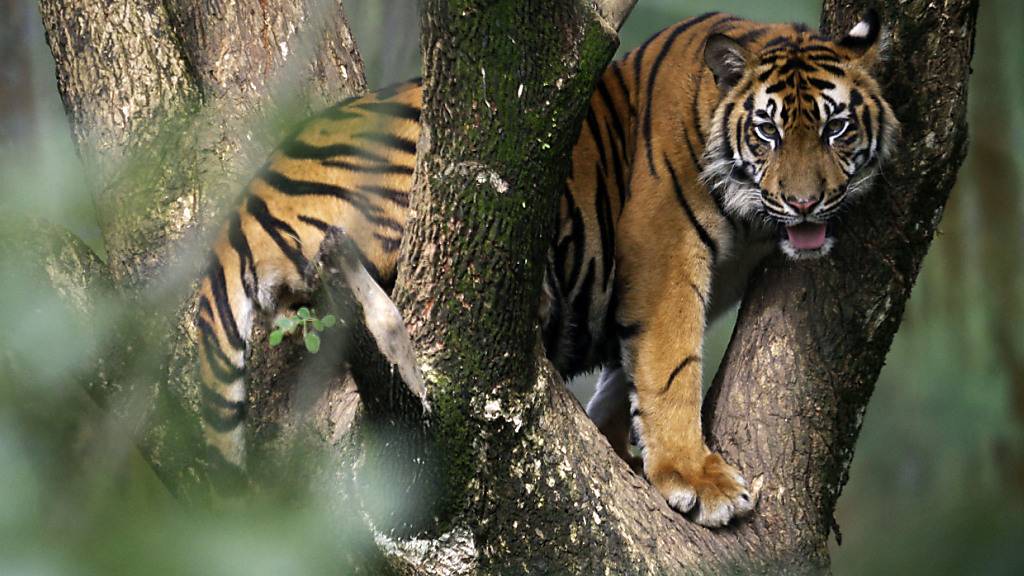 Sumatra-Tiger werden für ihr Fell und Knochen gewildert. (Archivbild)