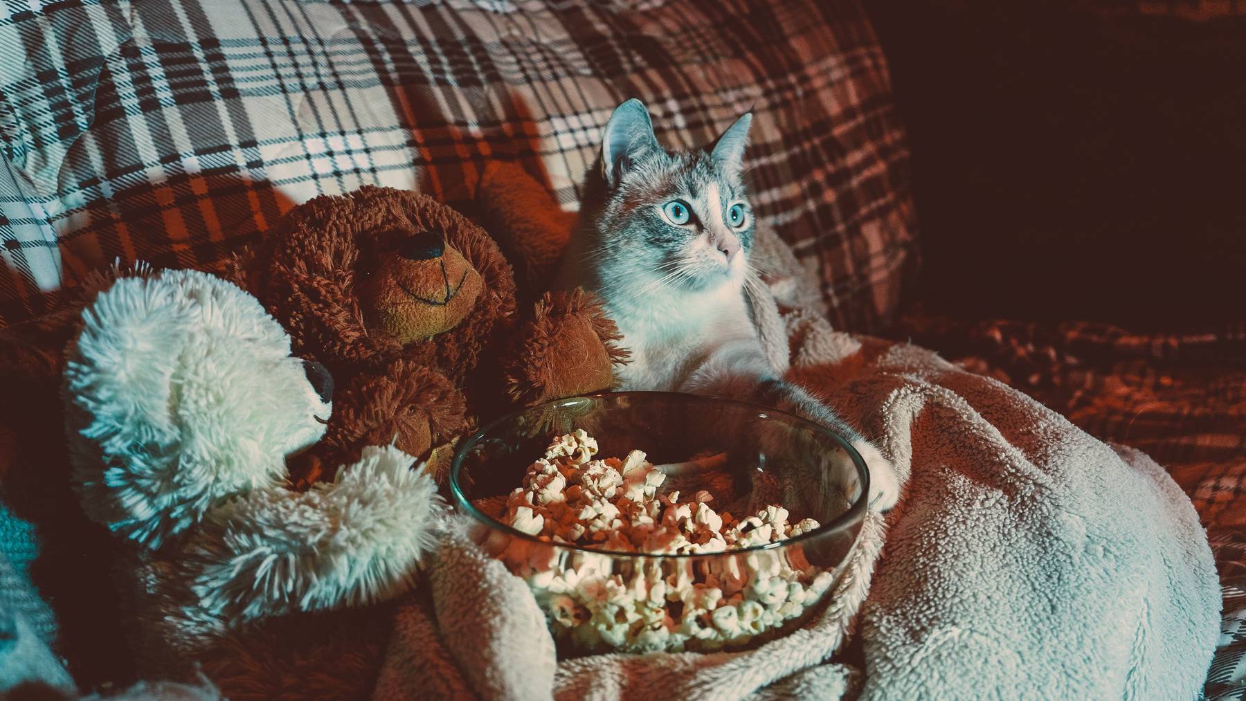 Diese romantischen und spannenden Filme passen zu einem herbstlichen Abend.