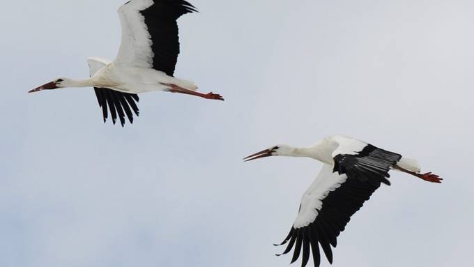 Beobachter können Ankunft von Zugvögel melden