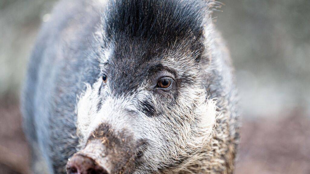 Das Pustelschwein ist Zootier des Jahres 2022.