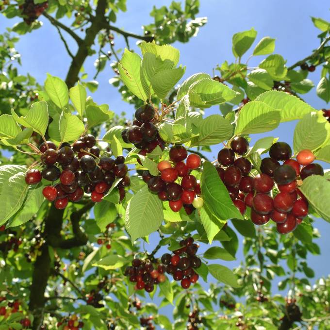 Mehrere 100 Tonnen Kirschen: Den Aargau erwartet eine erfolgreiche Kirschenernte