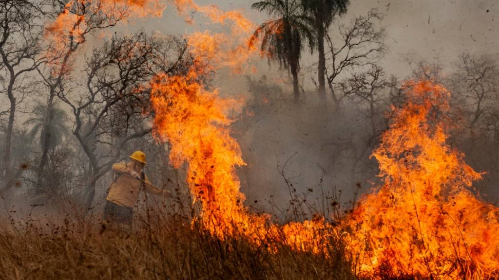 PRODUKTION - Bewohner des Dorfes Tomazia im indigenen Territorium Kadiweu bekämpfen die Flammen im größten tropischen Feuchtgebiet der Welt. Foto: Diego Cardoso/dpa/Archivbild