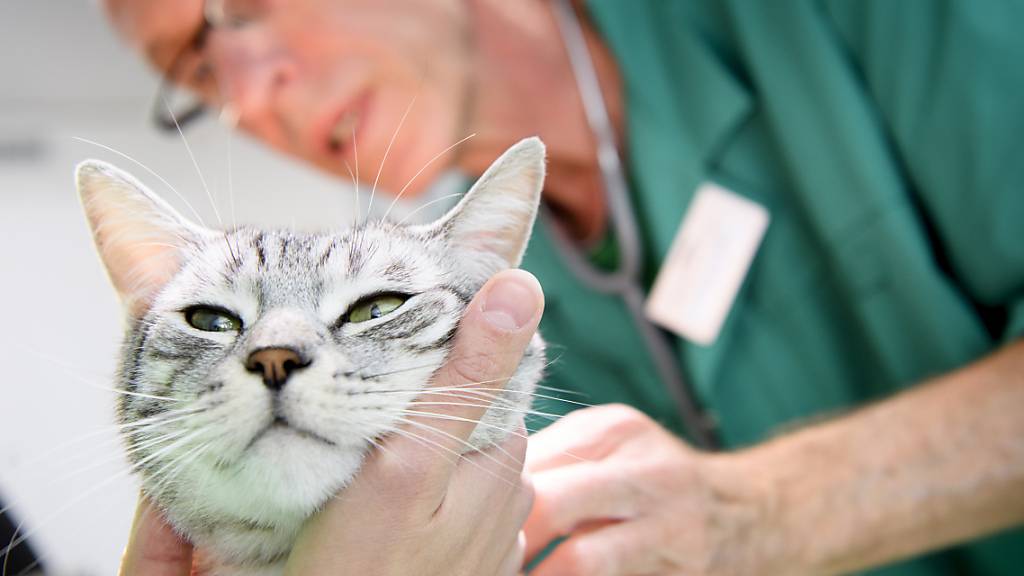 Auch ein Tierarztbesuch einer Katze beschäftigte im vergangenen Jahr die Ombudsstelle des Kantons Zürich. (Symbolbild)
