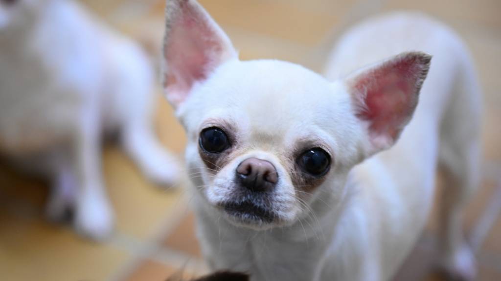 Der Halter eines Chihuahua wurde von der St. Galler Staatsanwaltschaft wegen mehrfacher Tierquälerei per Strafbefehl verurteilt. (Symbolbild)
